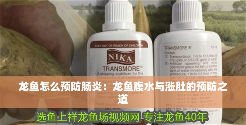 龍魚怎么預防腸炎：龍魚腹水與漲肚的預防之道