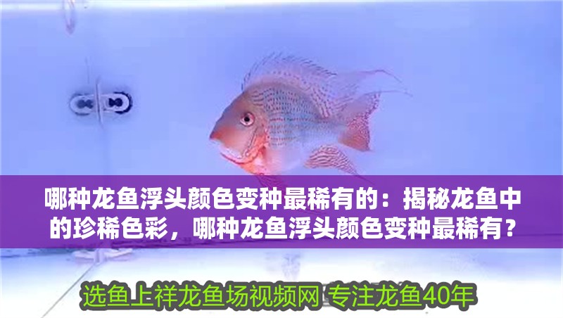 哪種龍魚浮頭顏色變種最稀有的：揭秘龍魚中的珍稀色彩，哪種龍魚浮頭顏色變種最稀有？ 哪種龍魚浮頭顏色變種最稀有的：揭秘龍魚中的珍稀色彩，哪種龍魚浮頭顏色變種最稀有？ 水族問答
