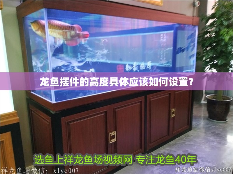 龍魚擺件的高度具體應(yīng)該如何設(shè)置？ 龍魚擺件的高度具體應(yīng)該如何設(shè)置？ 龍魚百科