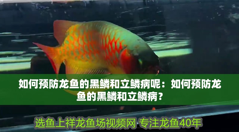 如何預(yù)防龍魚的黑鱗和立鱗病呢：如何預(yù)防龍魚的黑鱗和立鱗病？