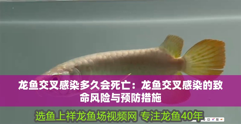 龍魚交叉感染多久會死亡：龍魚交叉感染的致命風險與預防措施