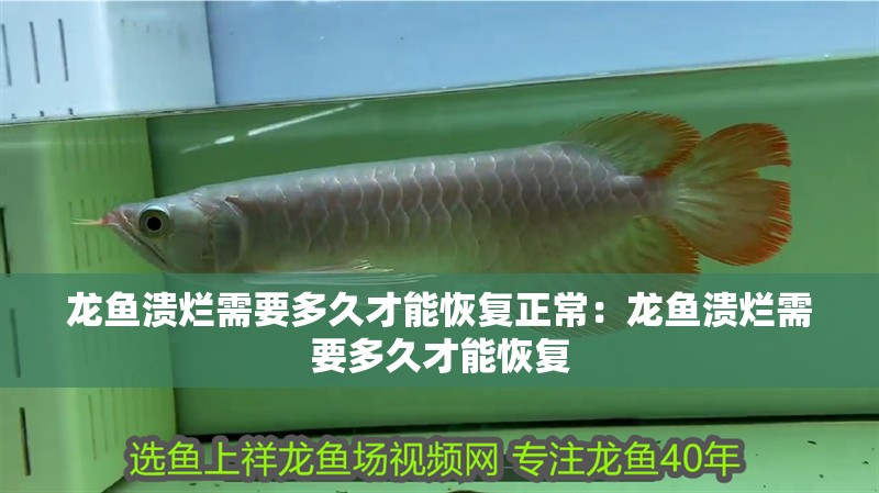 龍魚潰爛需要多久才能恢復正常：龍魚潰爛需要多久才能恢復