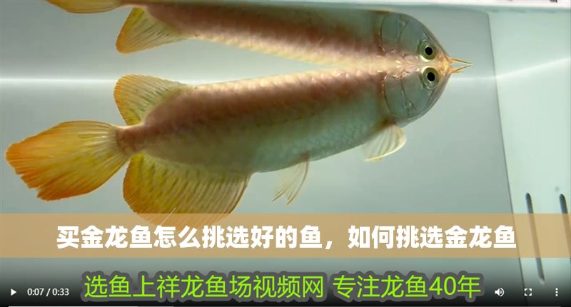 買金龍魚怎么挑選好的魚，如何挑選金龍魚