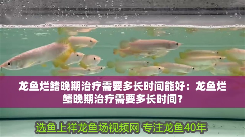 龍魚爛鰭晚期治療需要多長時間能好：龍魚爛鰭晚期治療需要多長時間？