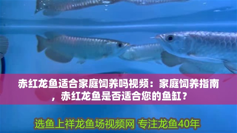 赤紅龍魚適合家庭飼養嗎視頻：家庭飼養指南，赤紅龍魚是否適合您的魚缸？