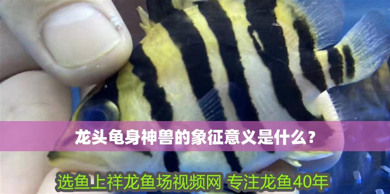 龍頭龜身神獸的象征意義是什么？
