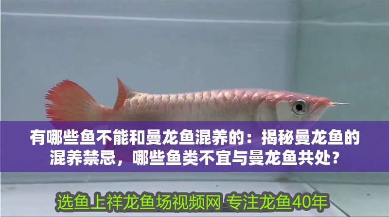 有哪些魚不能和曼龍魚混養的：揭秘曼龍魚的混養禁忌，哪些魚類不宜與曼龍魚共處？