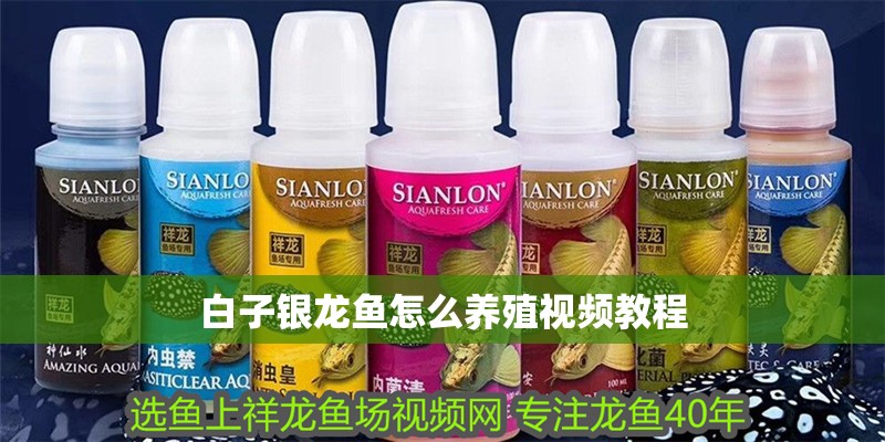 白子銀龍魚(yú)怎么養(yǎng)殖視頻教程