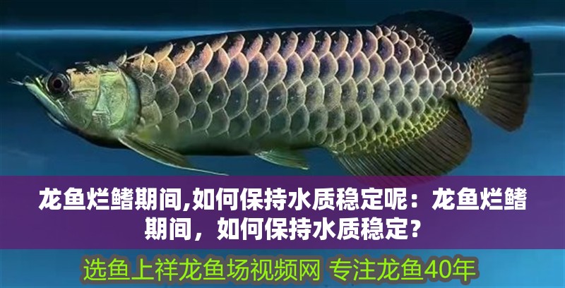 龍魚爛鰭期間,如何保持水質穩定呢：龍魚爛鰭期間，如何保持水質穩定？