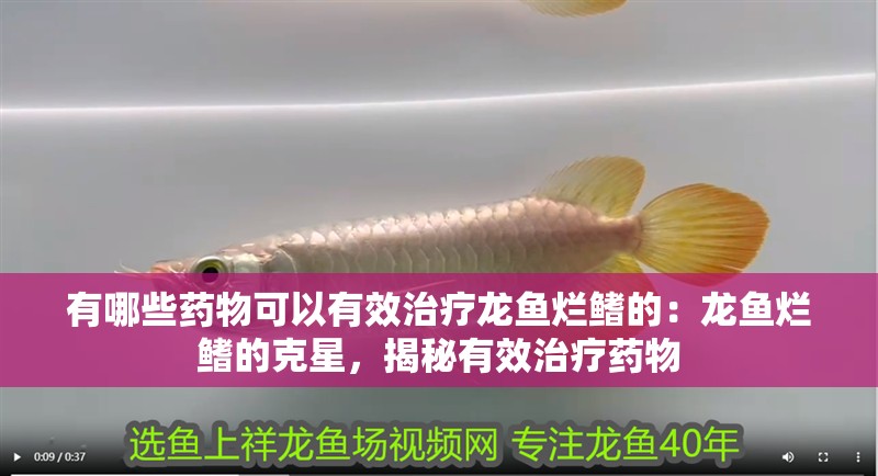 有哪些藥物可以有效治療龍魚爛鰭的：龍魚爛鰭的克星，揭秘有效治療藥物