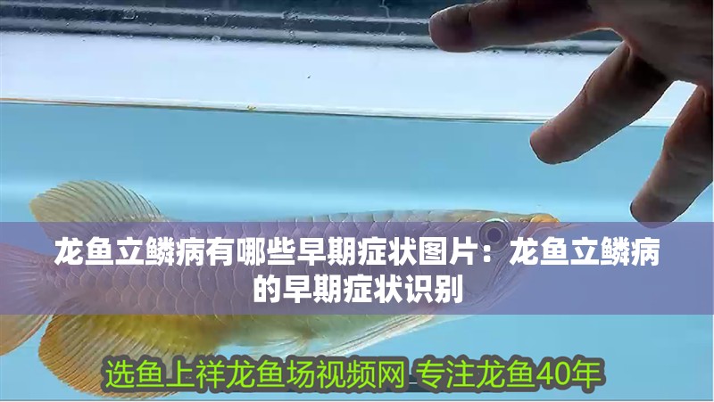 龍魚立鱗病有哪些早期癥狀圖片：龍魚立鱗病的早期癥狀識別