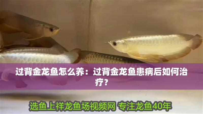 過背金龍魚怎么養：過背金龍魚患病后如何治療？