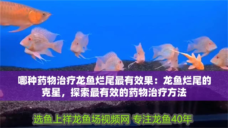 哪種藥物治療龍魚爛尾最有效果：龍魚爛尾的克星，探索最有效的藥物治療方法