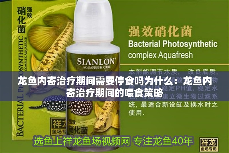 龍魚內寄治療期間需要停食嗎為什么：龍魚內寄治療期間的喂食策略