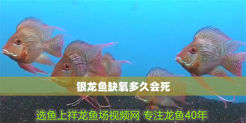 銀龍魚缺氧多久會(huì)死