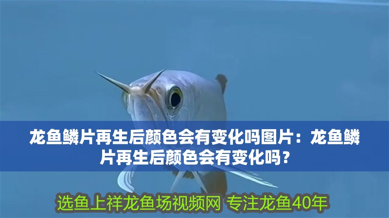 龍魚鱗片再生后顏色會有變化嗎圖片：龍魚鱗片再生后顏色會有變化嗎？