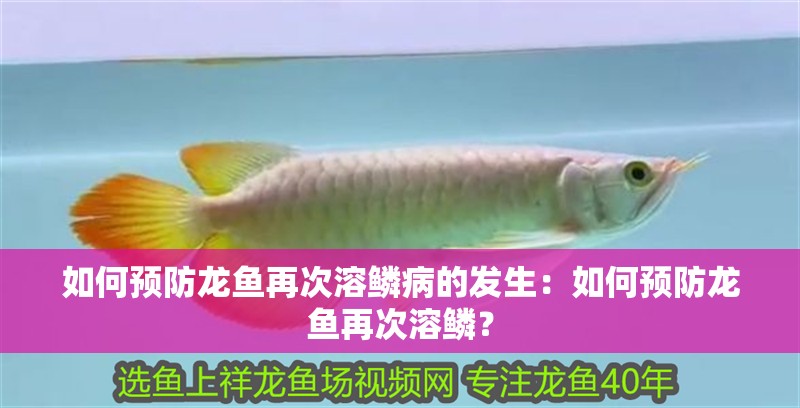 魚缸造景先放沙還是先放水(魚缸造景先鋪沙還是先放石頭) 如何預(yù)防龍魚再次溶鱗病的發(fā)生:如何預(yù)防龍魚再次溶鱗? 水族問答 如何預(yù)防龍魚再次溶鱗病的發(fā)生:如何預(yù)防龍魚再次溶鱗? 如何預(yù)防龍魚再次溶鱗病的發(fā)生:如何預(yù)防龍魚再次溶鱗? 水族問答