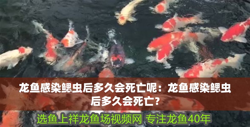 龍魚感染鰓蟲后多久會死亡呢：龍魚感染鰓蟲后多久會死亡？
