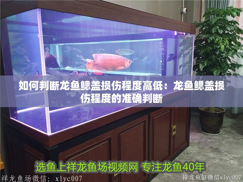 如何判斷龍魚鰓蓋損傷程度高低：龍魚鰓蓋損傷程度的準(zhǔn)確判斷