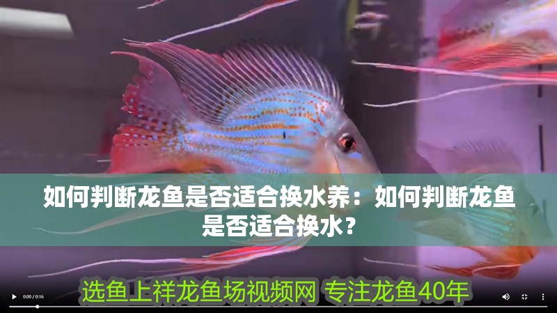 如何判斷龍魚是否適合換水養(yǎng)：如何判斷龍魚是否適合換水？