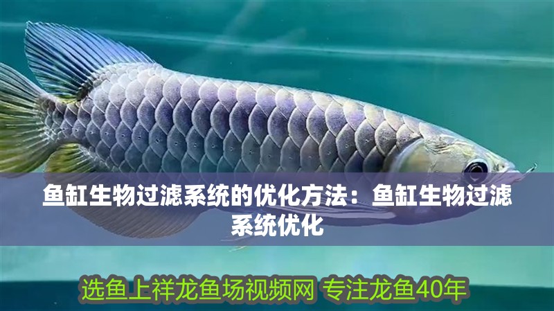 魚缸生物過濾系統的優化方法：魚缸生物過濾系統優化