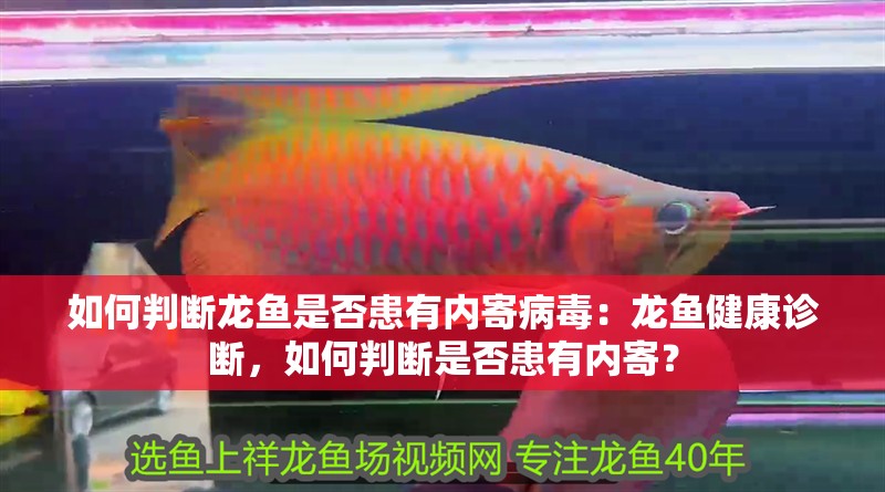 如何判斷龍魚是否患有內寄病毒：龍魚健康診斷，如何判斷是否患有內寄？