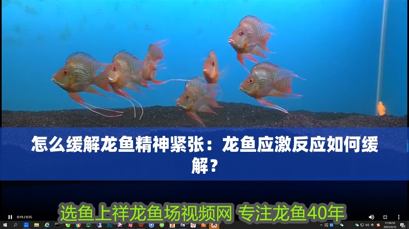 怎么緩解龍魚精神緊張：龍魚應激反應如何緩解？