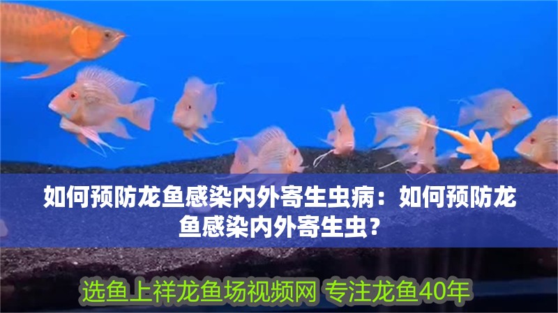 如何預防龍魚感染內外寄生蟲病：如何預防龍魚感染內外寄生蟲？