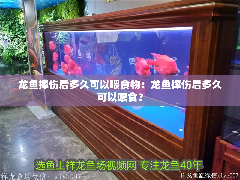 龍魚摔傷后多久可以喂食物：龍魚摔傷后多久可以喂食？