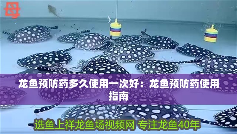 龍魚預防藥多久使用一次好：龍魚預防藥使用指南