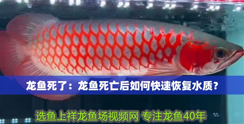 龍魚死了：龍魚死亡后如何快速恢復水質？