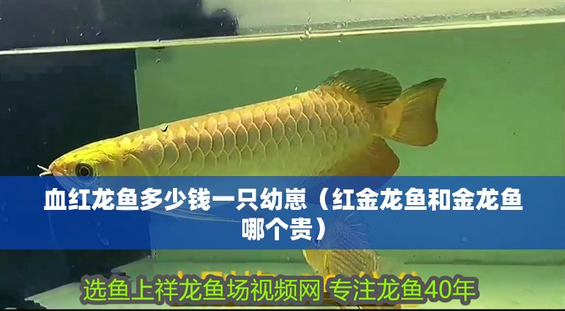 血紅龍魚(yú)多少錢(qián)一只幼崽（紅金龍魚(yú)和金龍魚(yú)哪個(gè)貴）