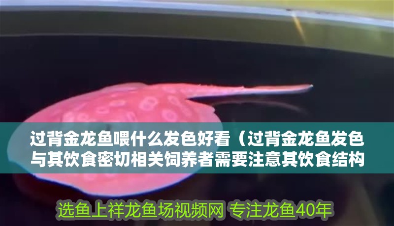 過背金龍魚喂什么發色好看（過背金龍魚發色與其飲食密切相關飼養者需要注意其飲食結構） 過背金龍魚喂什么發色好看（過背金龍魚發色與其飲食密切相關飼養者需要注意其飲食結構） 龍魚百科