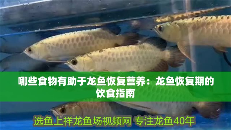 哪些食物有助于龍魚恢復營養：龍魚恢復期的飲食指南