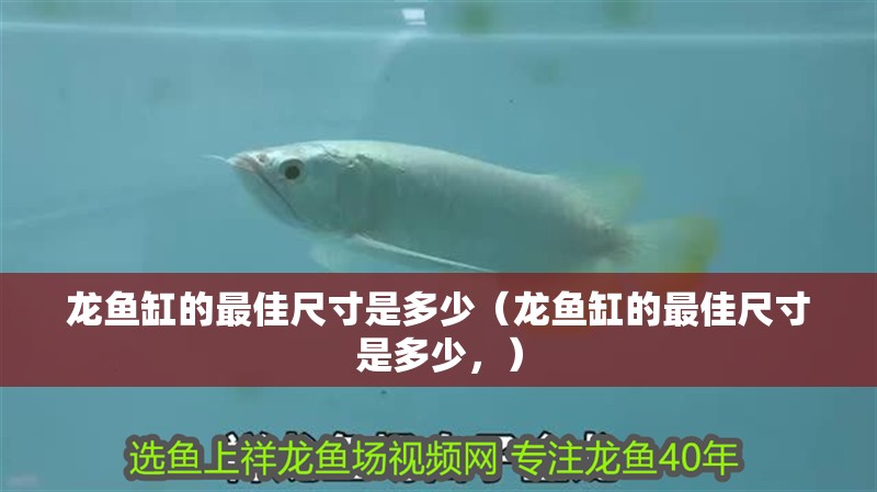 龍魚缸的最佳尺寸是多少（龍魚缸的最佳尺寸是多少，）