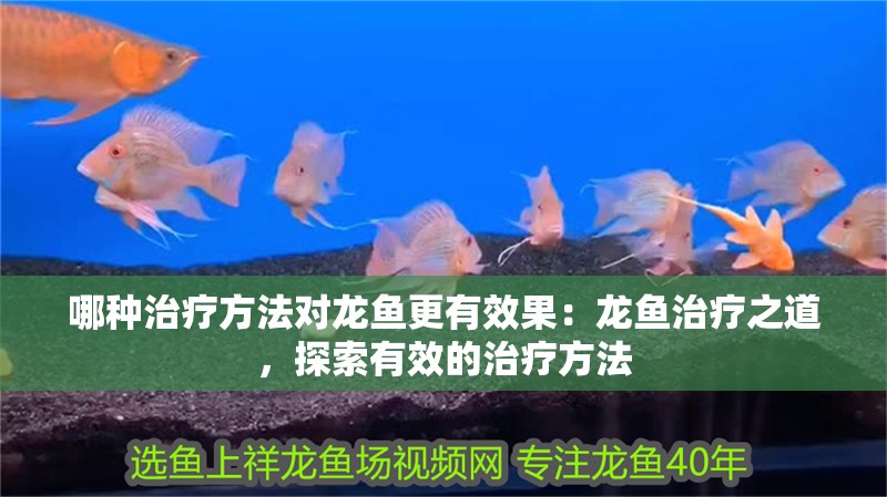 哪種治療方法對龍魚更有效果：龍魚治療之道，探索有效的治療方法