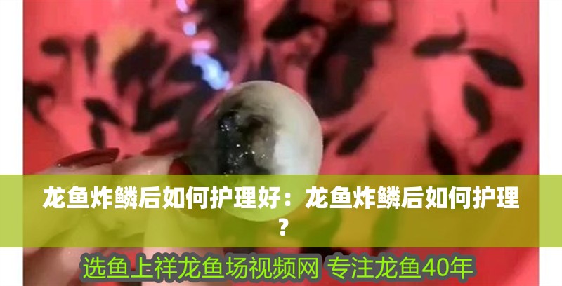 龍魚炸鱗后如何護理好：龍魚炸鱗后如何護理？