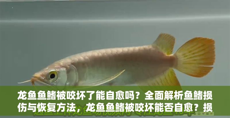 龍魚魚鰭被咬壞了能自愈嗎？全面解析魚鰭損傷與恢復方法，龍魚魚鰭被咬壞能否自愈？損傷修復與護理全指南