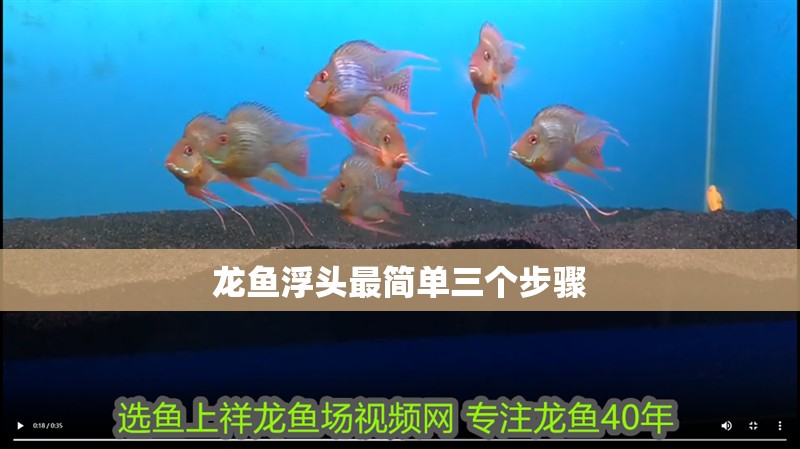 龍魚浮頭最簡單三個步驟