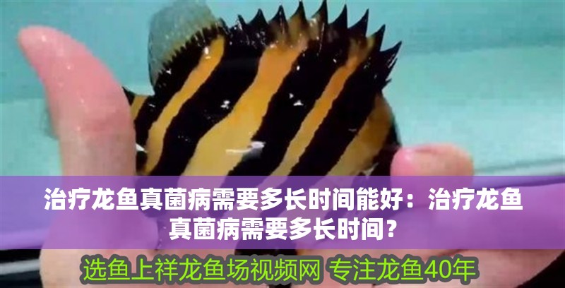 治療龍魚真菌病需要多長時間能好：治療龍魚真菌病需要多長時間？