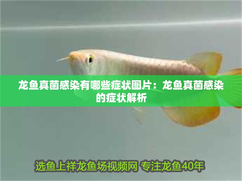龍魚(yú)真菌感染有哪些癥狀圖片：龍魚(yú)真菌感染的癥狀解析