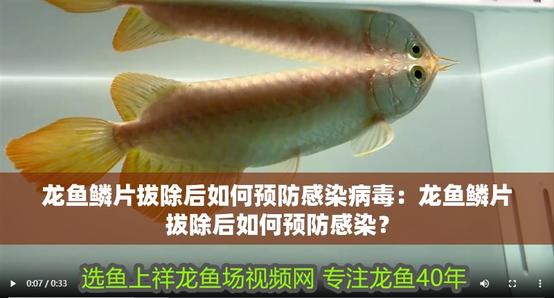 龍魚鱗片拔除后如何預防感染病毒：龍魚鱗片拔除后如何預防感染？