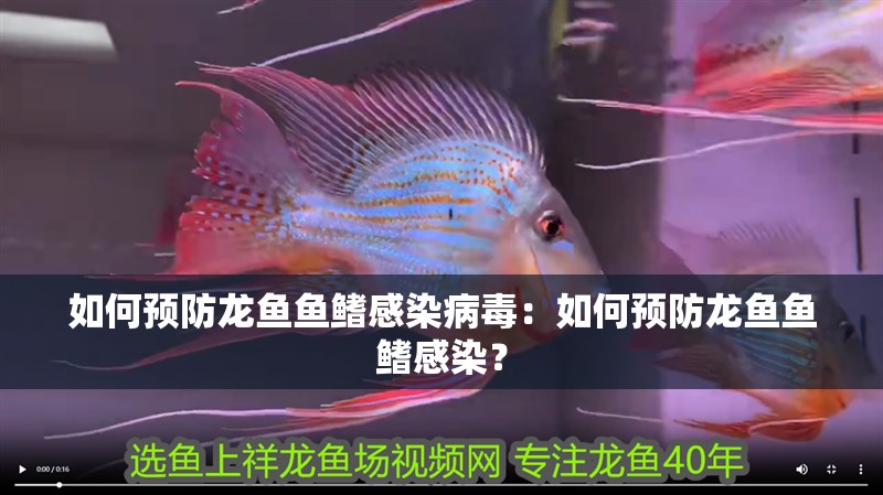 魚缸用增氧泵價格是多少:魚缸增氧機-xtrac增氧機-xtrac增氧機 如何預防龍魚魚鰭感染病毒:如何預防龍魚魚鰭感染? 水族問答 如何預防龍魚魚鰭感染病毒:如何預防龍魚魚鰭感染? 如何預防龍魚魚鰭感染病毒:如何預防龍魚魚鰭感染? 水族問答