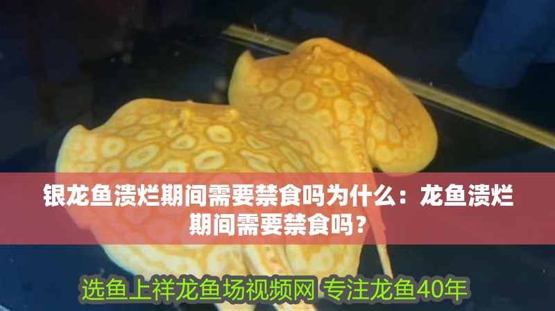 銀龍魚潰爛期間需要禁食嗎為什么：龍魚潰爛期間需要禁食嗎？