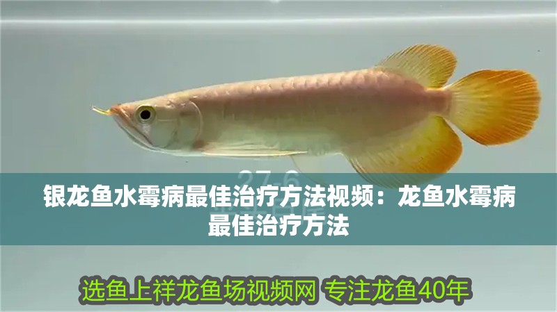 銀龍魚水霉病最佳治療方法視頻：龍魚水霉病最佳治療方法