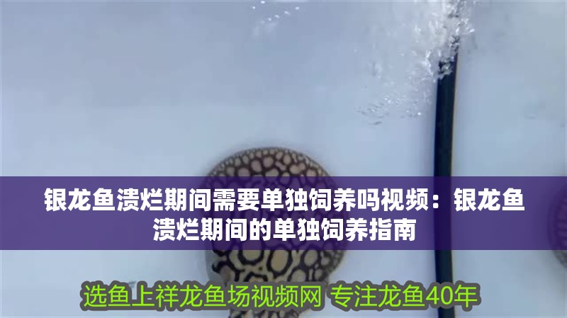 銀龍魚潰爛期間需要單獨飼養嗎視頻：銀龍魚潰爛期間的單獨飼養指南 銀龍魚潰爛期間需要單獨飼養嗎視頻：銀龍魚潰爛期間的單獨飼養指南 水族問答