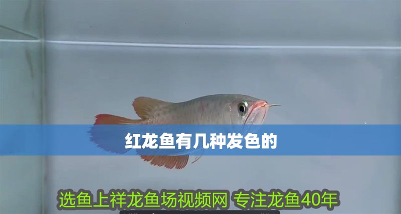 紅龍魚有幾種發色的