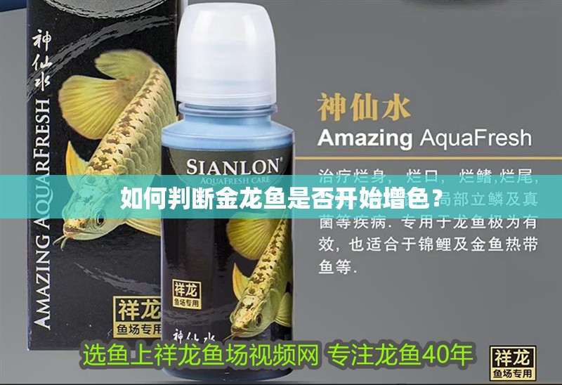 如何判斷金龍魚是否開始增色？