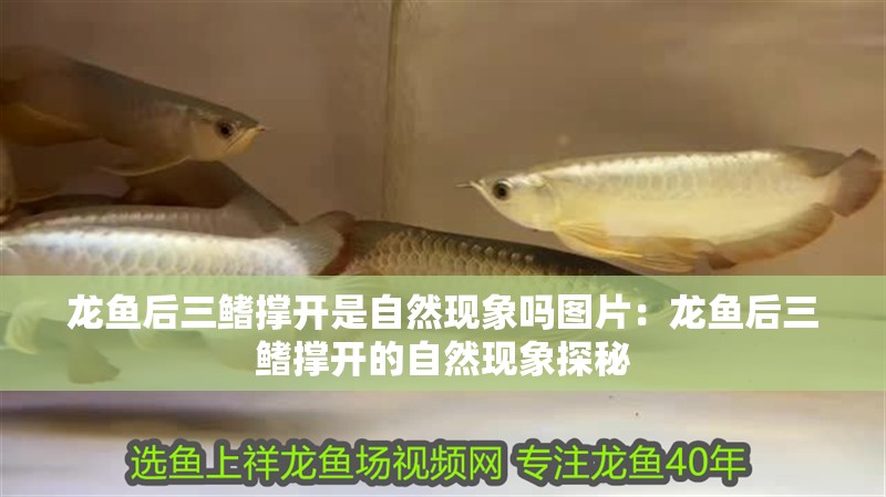 龍魚后三鰭撐開是自然現象嗎圖片：龍魚后三鰭撐開的自然現象探秘