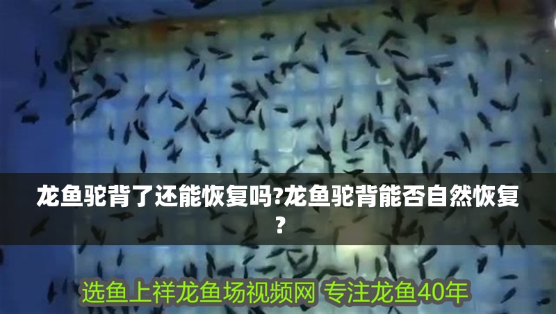 龍魚駝背了還能恢復嗎?龍魚駝背能否自然恢復？